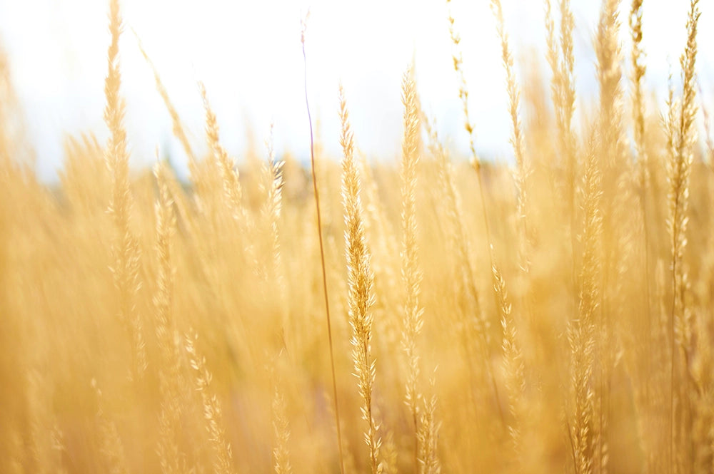 champ de blé marque cosmétiques bio française ingrédients locaux made in france qualité transparence