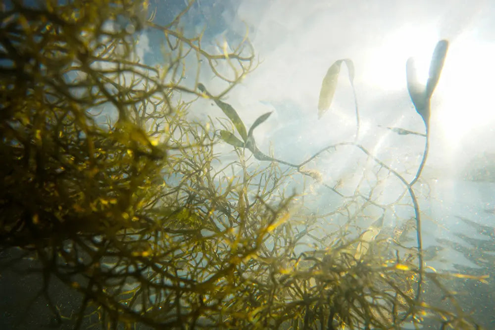 photo d'algues dans l'eau soin cosmetique algotherapie